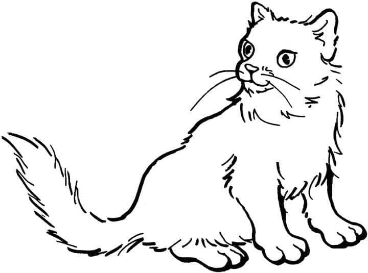 Desenho Gato Normal para Colorir