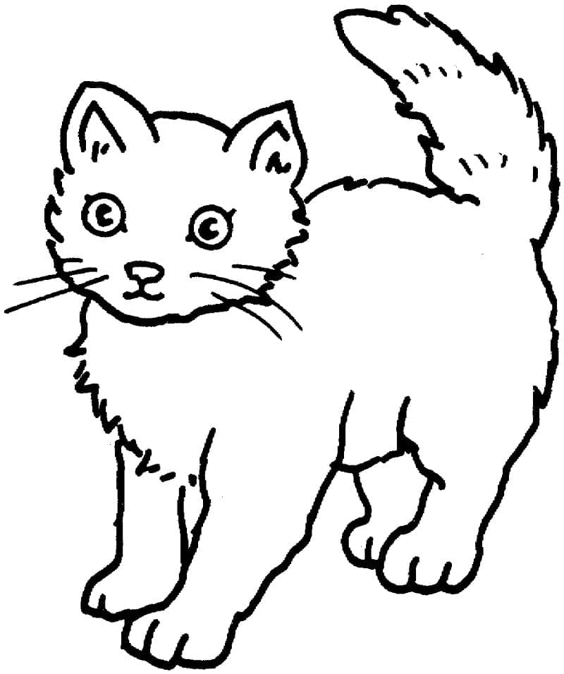 Desenho Gato Pequeno para Colorir