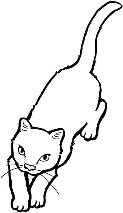 Desenho um Gato para Colorir