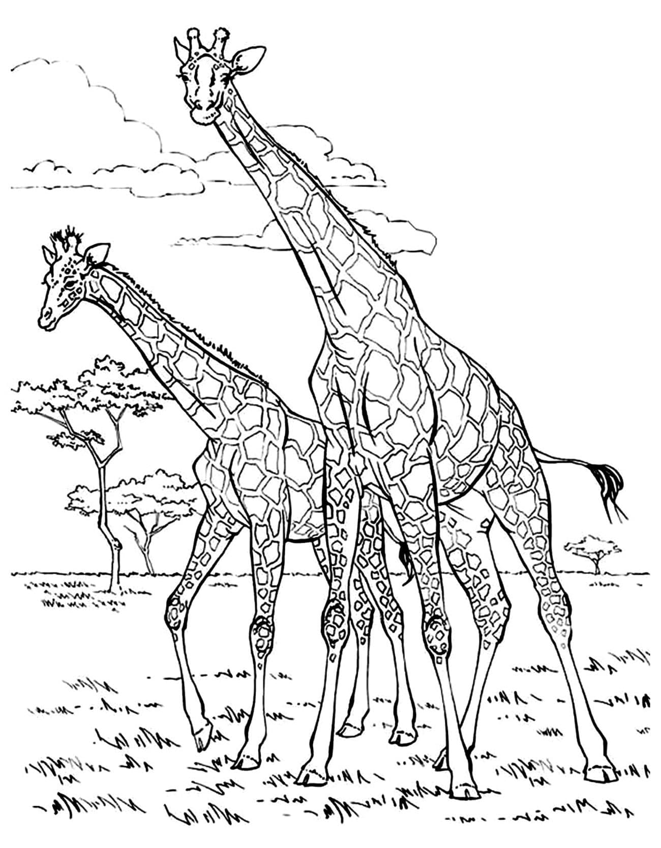 Desenho de Duas Girafas para Colorir