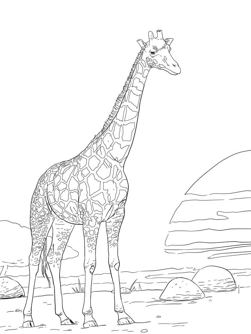 Desenho de Girafa Completá para Imprimir