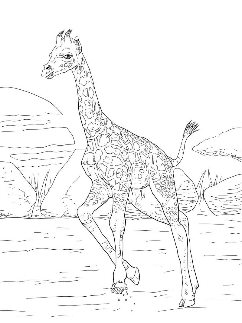 Desenho de Girafa e Filhote para Colorir Pdf