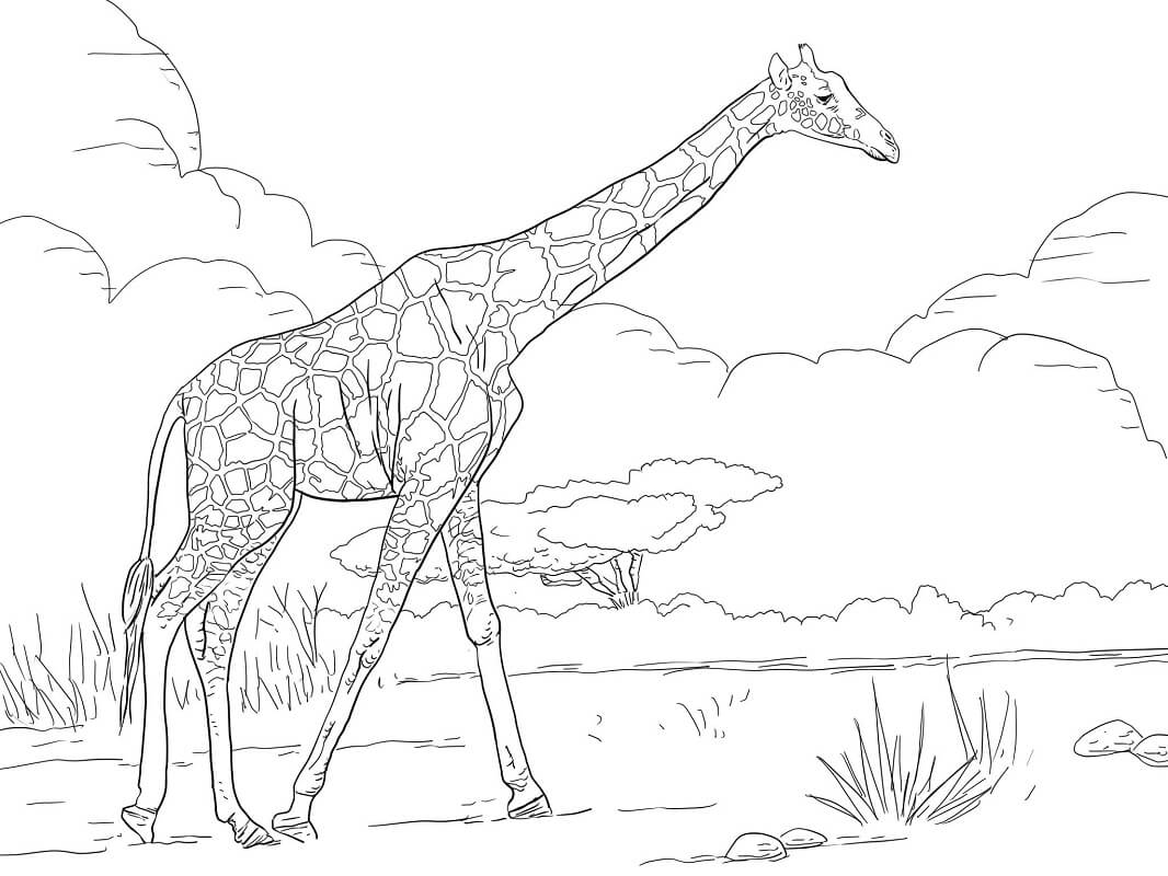 Desenho de Girafa em Savana para Colorir