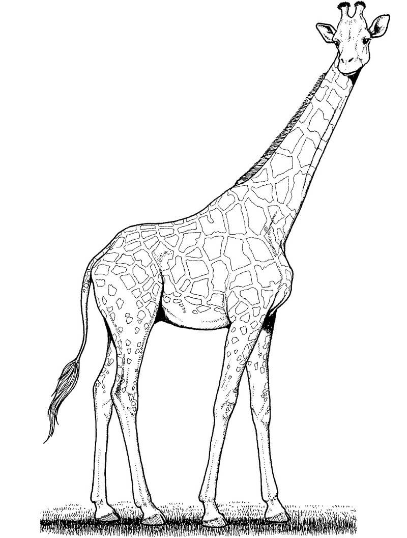 Desenho de Girafa Fácil para Imprimir