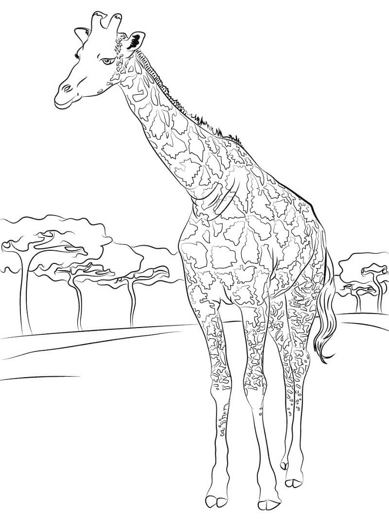 Desenho de Girafa Grande para Colorir Pdf