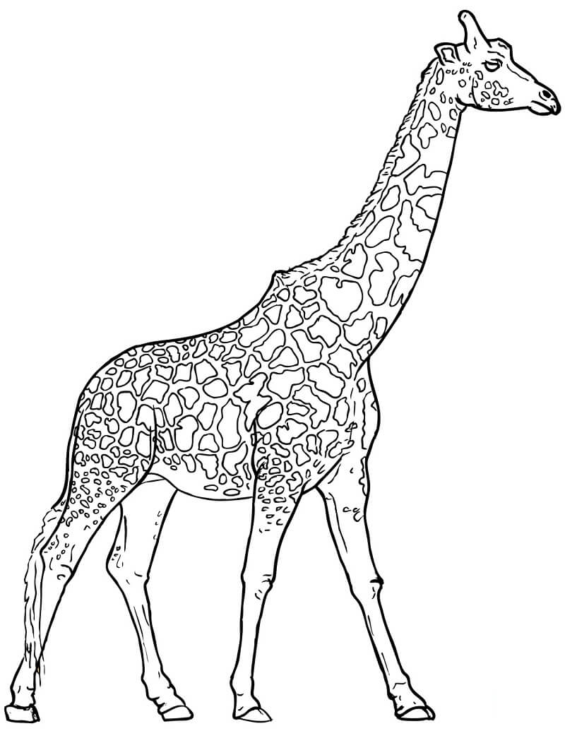Desenho de Girafa Linda para Colorir