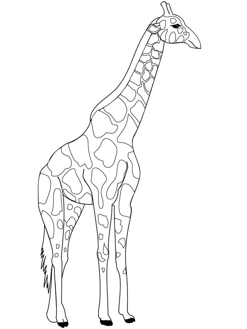 Desenho de Girafa Natural para Colorir