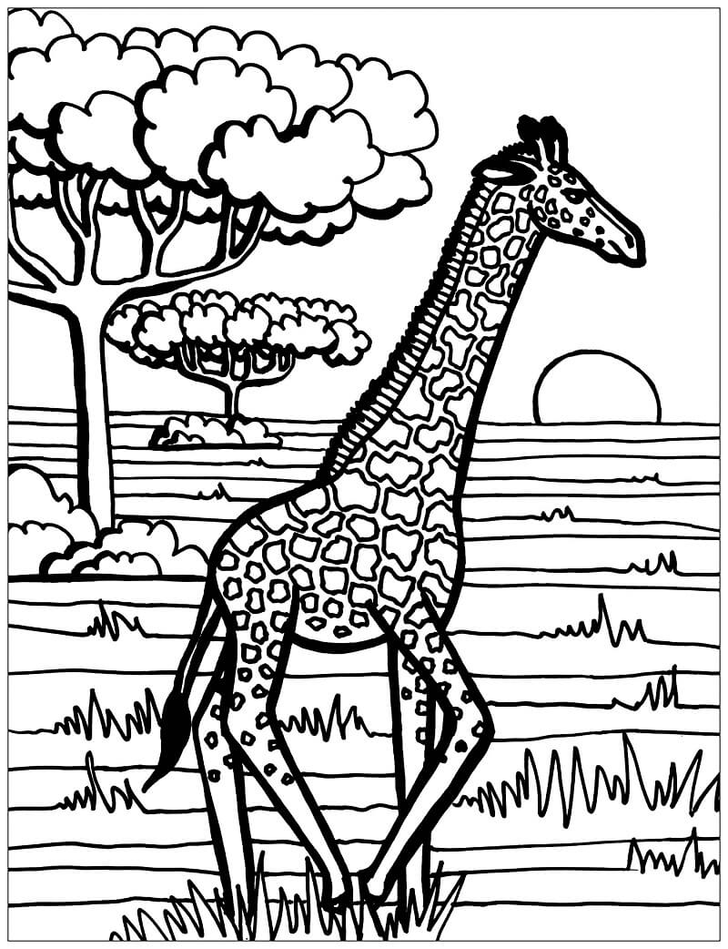 Desenho de Girafa Passeando na Selva para Colorir