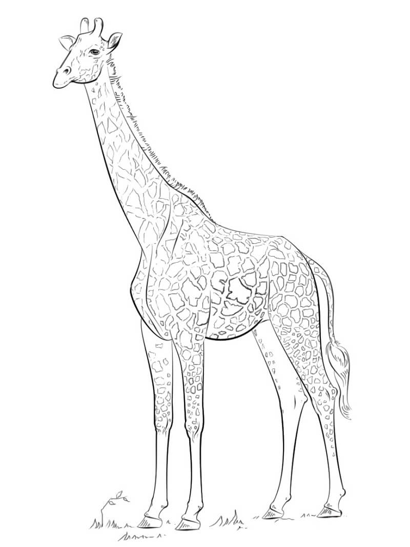 Desenho de Girafa Simples para Colorir Pdf