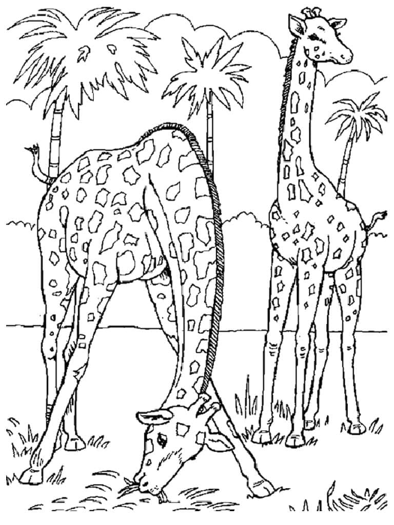 Desenho de Girafas para Colorir