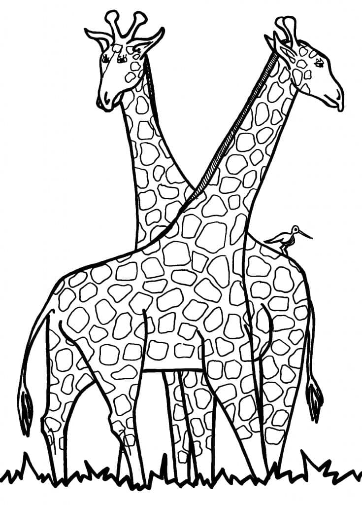 Desenho de Lindas Girafas para Colorir