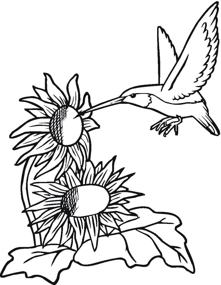 Desenho de Beijá Flor e Girassóis para Colorir