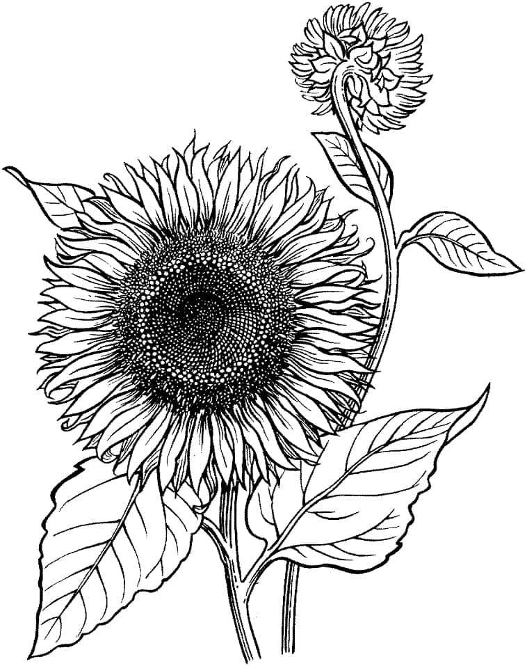 Desenho de Girassóis Realistas para Colorir