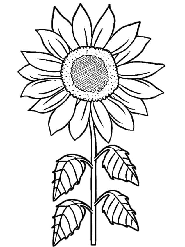 Desenho de Girassol Grátis para Colorir