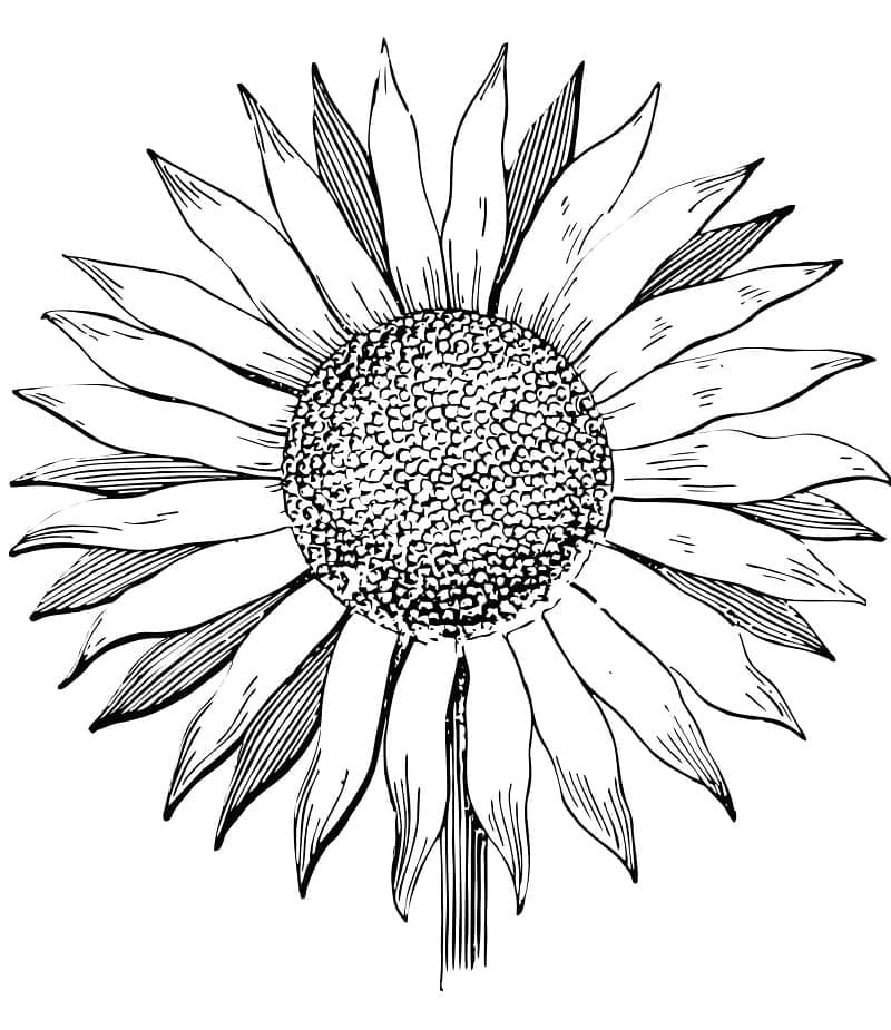 Desenho de Girassol Perfeito para Colorir