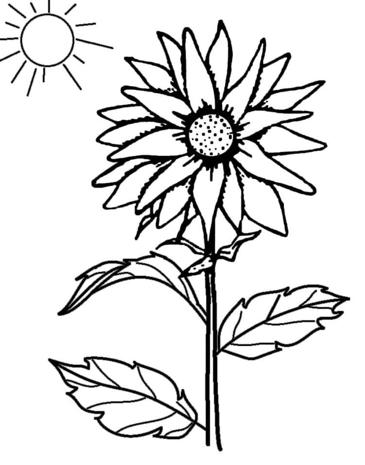 Desenho de Girassol e Sol para Colorir