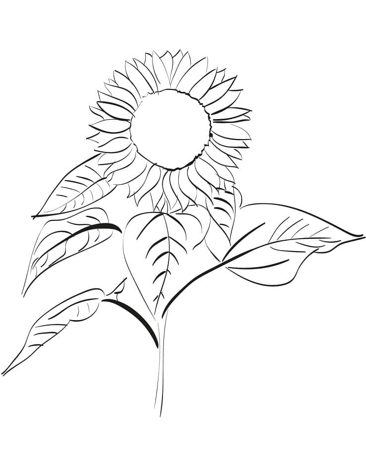 Desenho de Imagem de Girassol para Colorir