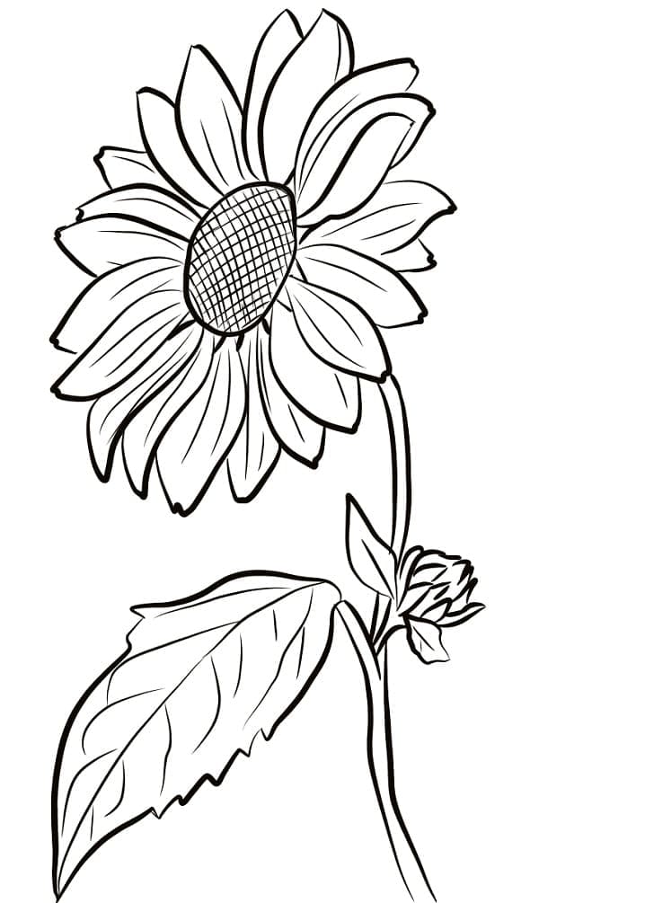 Desenho de Lindo Girassol para Colorir