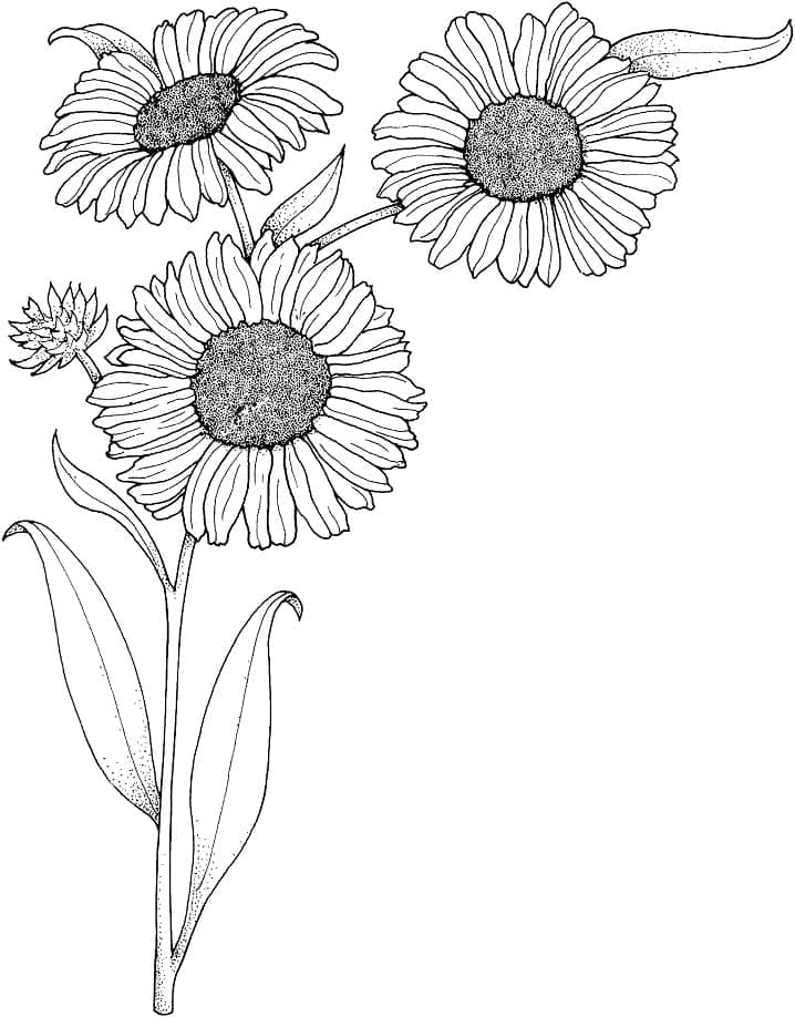 Desenho de Lindos Girassóis para Colorir