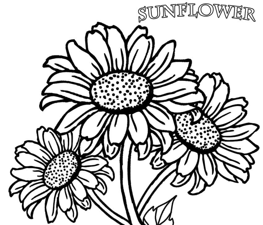 Desenho de Três Girassóis para Colorir
