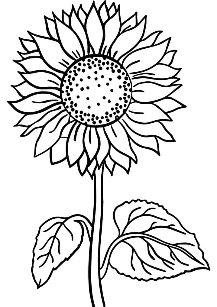 Desenho de um Girassol Muito Lindo para Colorir