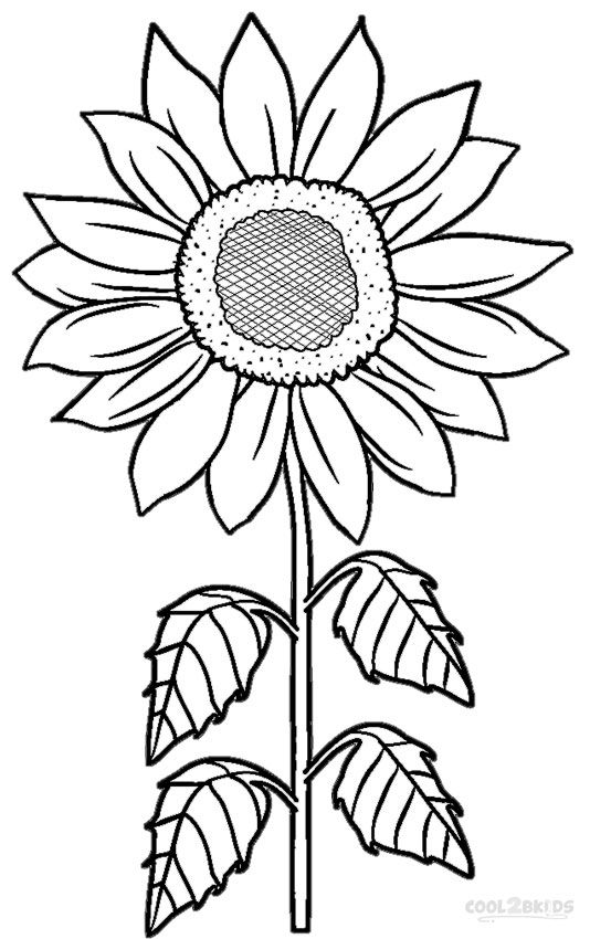 Desenho de Flor Girassol para Imprimir Lápis de Cor