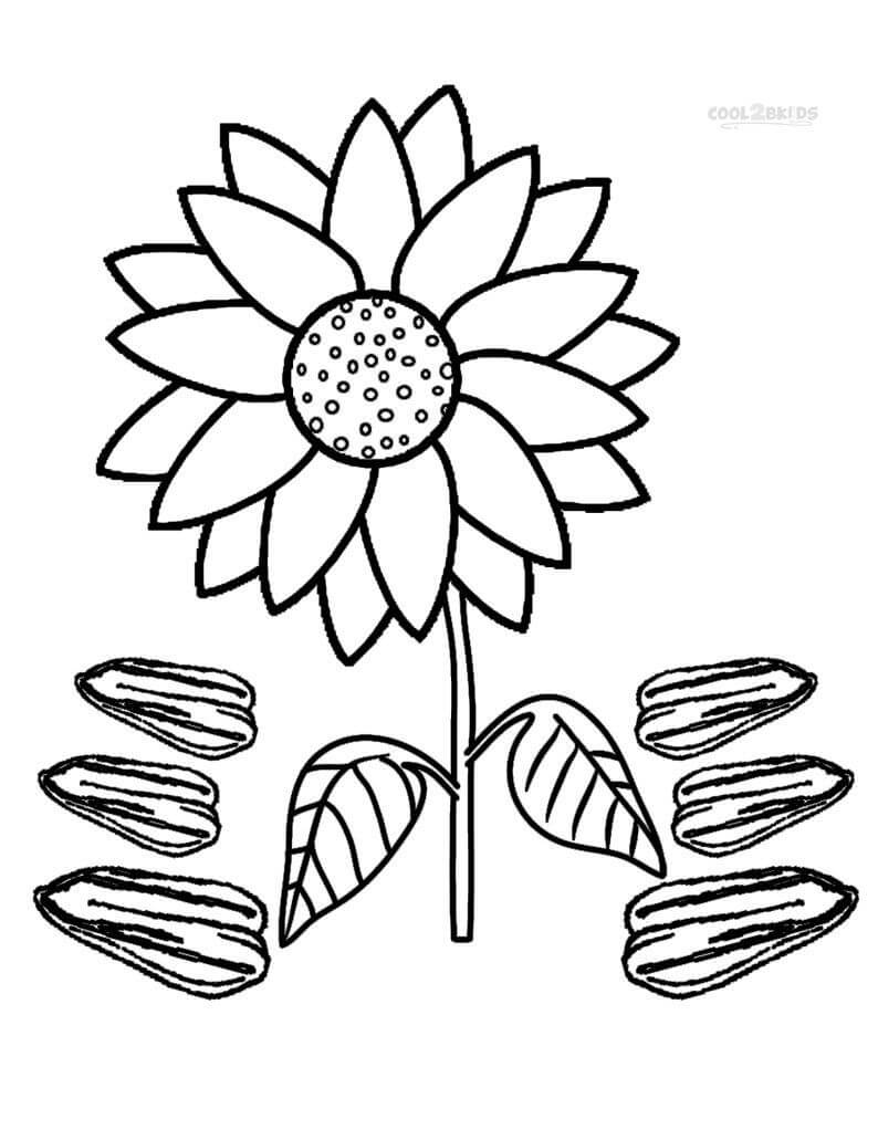 Desenho Girassol e Sementes para Colorir