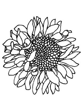 Desenho murchá de Girassol para Colorir