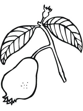 Desenho de Uma Goiaba para Colorir