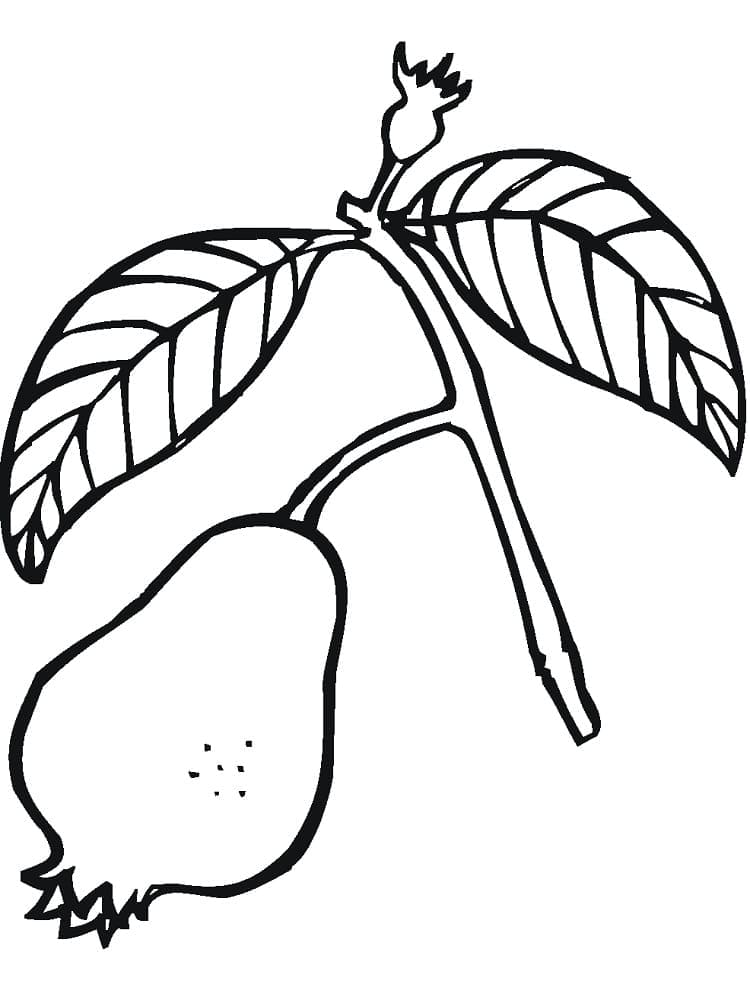 Desenho de uma Goiaba para Colorir
