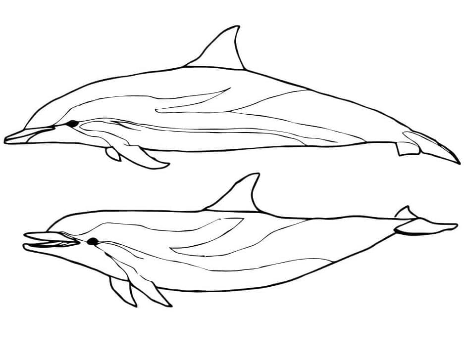 Desenho de Dois Golfinhos para Colorir