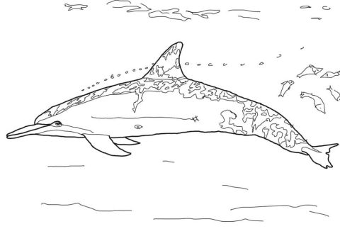 Desenho de Um Golfinho para Colorir