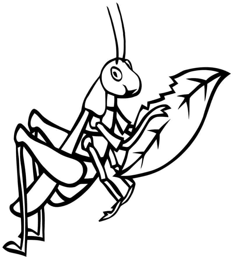 Desenho de Grilo Comê Folha para Colorir