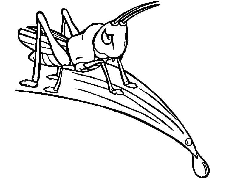 Desenho de Grilo em uma Folha para Colorir