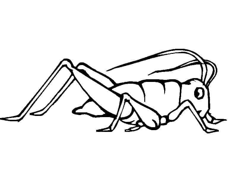 Desenho de Grilo Engraçado para Colorir