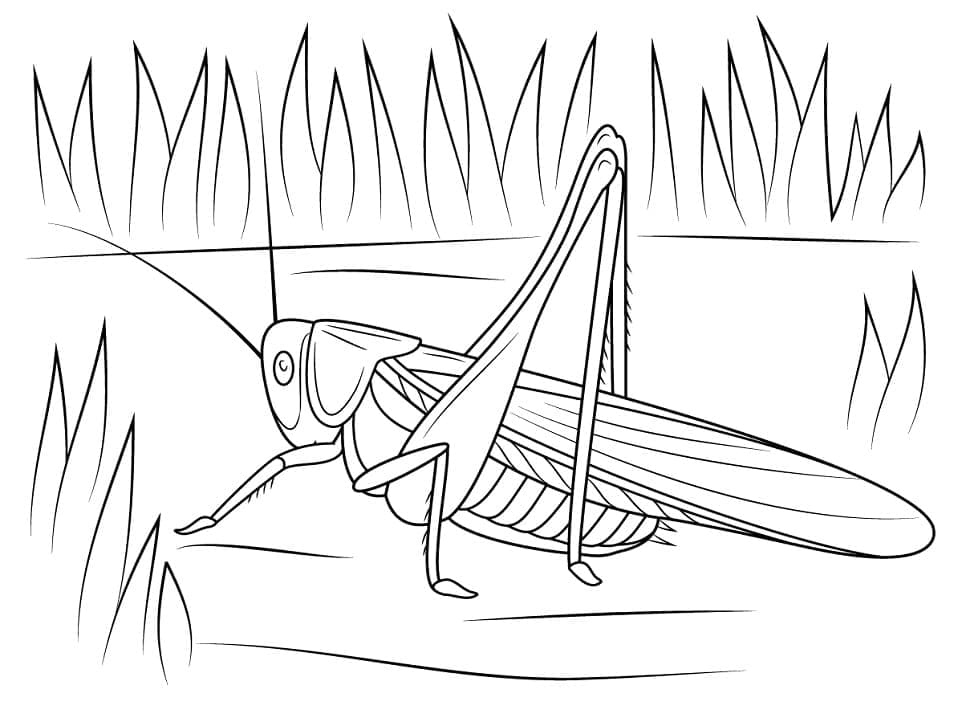 Desenho de Grilo Normal para Colorir