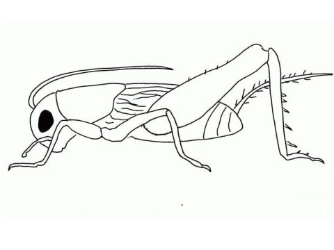 Desenho de Inseto Grilo para Colorir