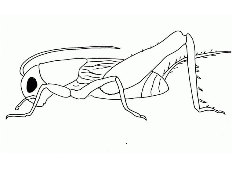 Desenho de Inseto Grilo para Colorir