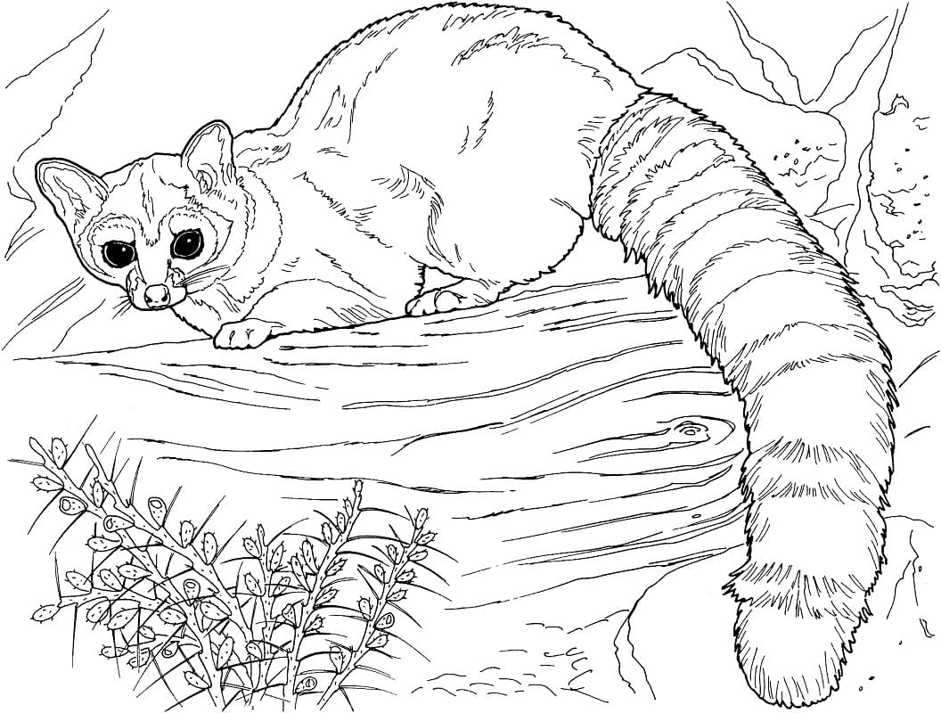 Desenho de Guaxinim Bonito para Colorir