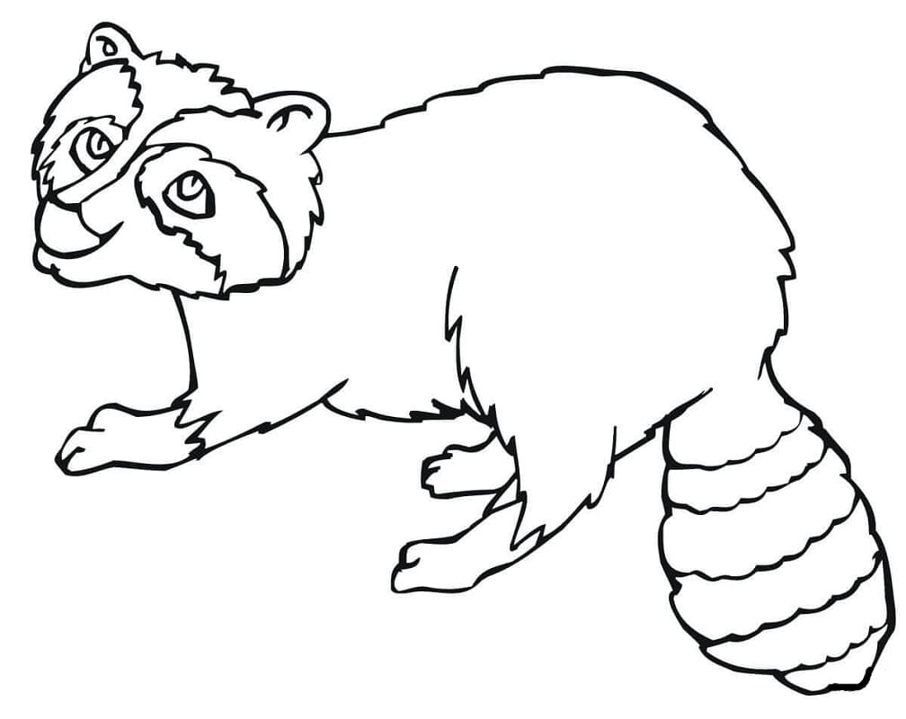 Desenho de Guaxinim para Colorir Pdf