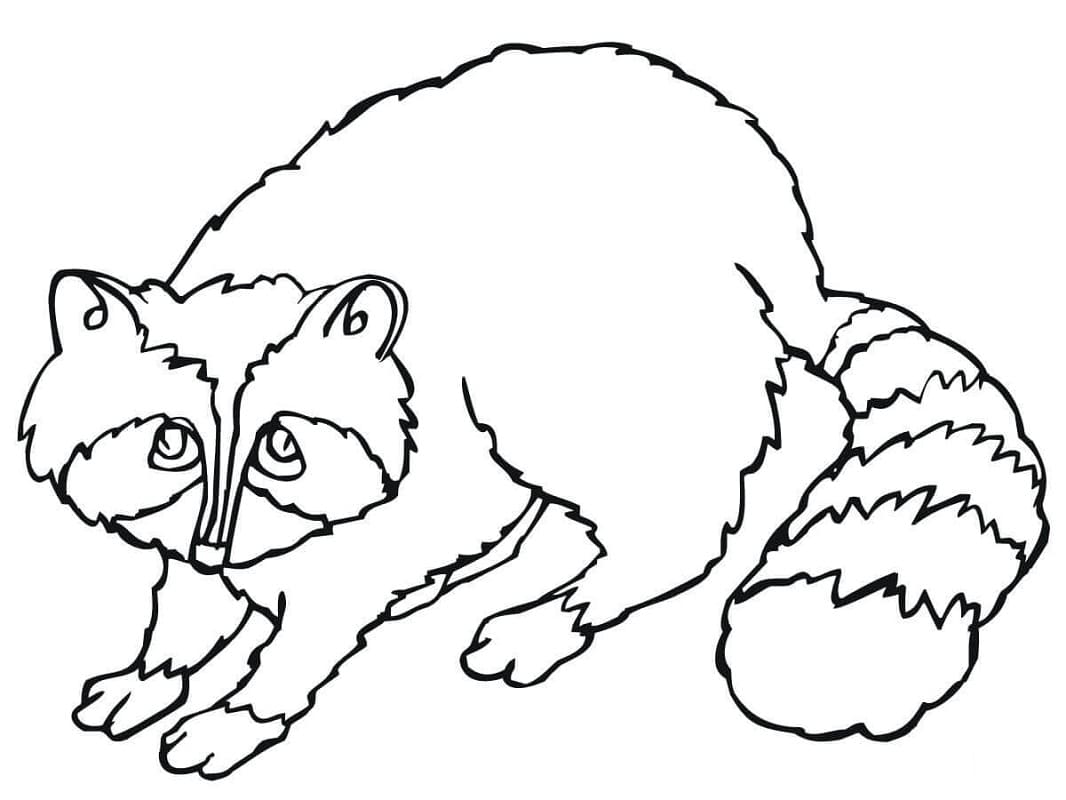 Desenho de Guaxinim para Pintar Giz de Cera