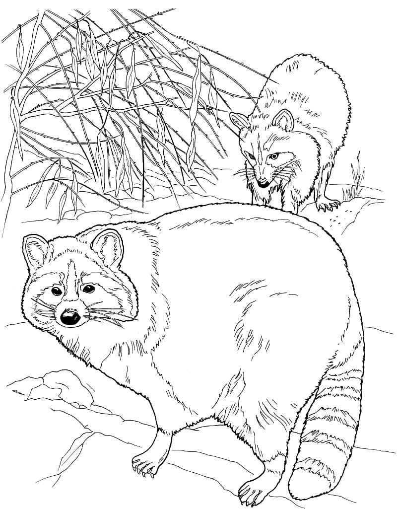Desenho Dois Guaxinins para Colorir