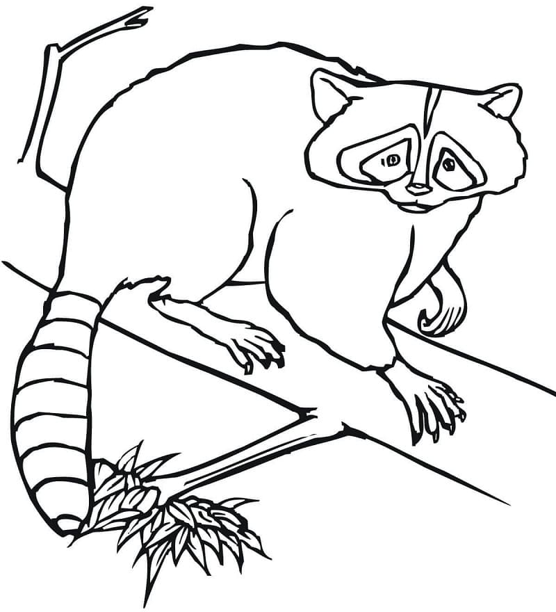 Desenho Guaxinim em um Galho para Colorir