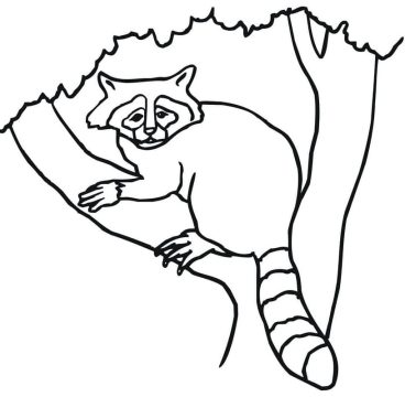 Desenho Guaxinim em Uma árvore para Colorir