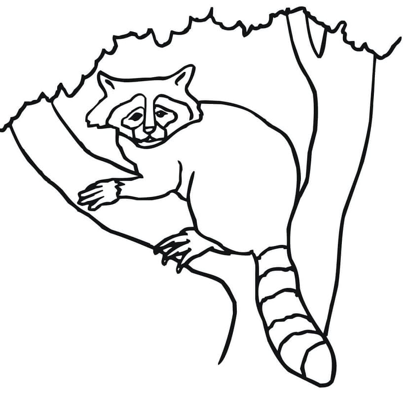 Desenho Guaxinim em uma Árvore para Colorir