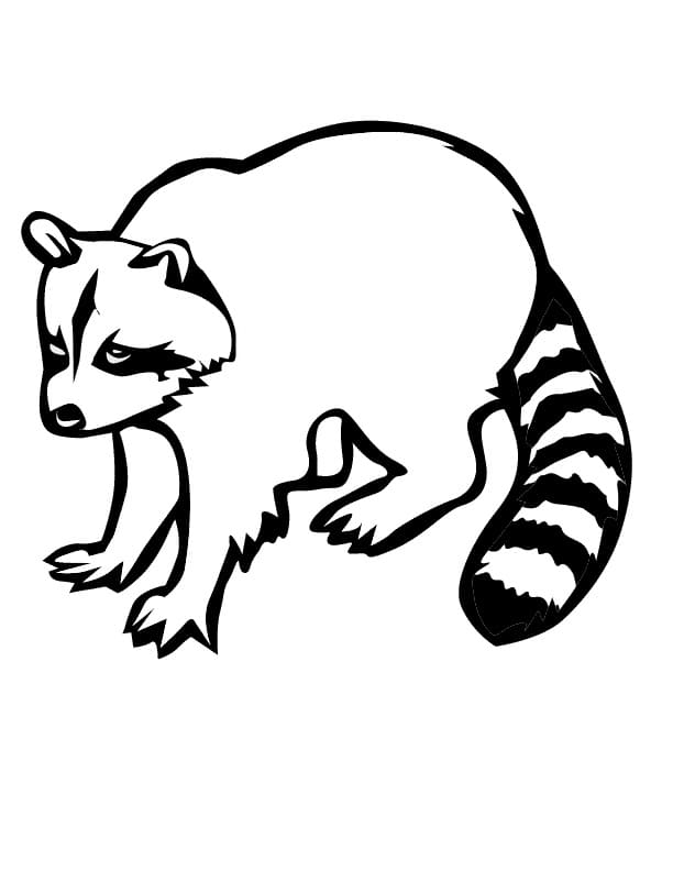 Desenho Guaxinim Fácil para Colorir