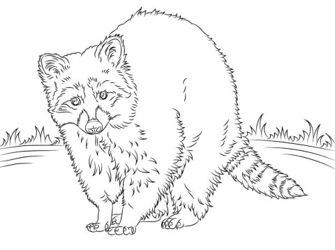 Desenho Guaxinim na Grama para Colorir