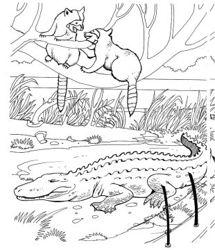 Desenho Guaxinins para Colorir