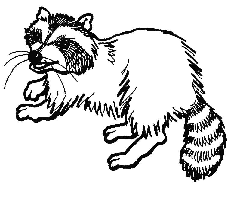 Desenho um Guaxinim para Colorir