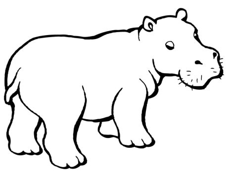 Desenho de hipopótamo para Colorir Pdf